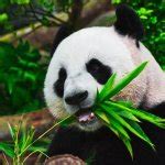 ChinaPanda Meme Generator .